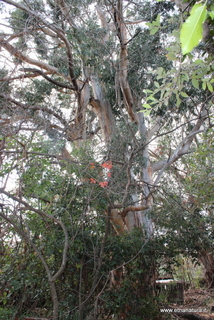 Eucalipto di parco Cosentini